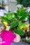 Philodendron Fresh Aurea-3.jpg