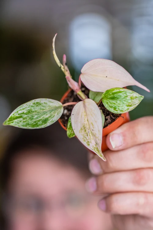 Philodendron Micans Variegata-2.jpg