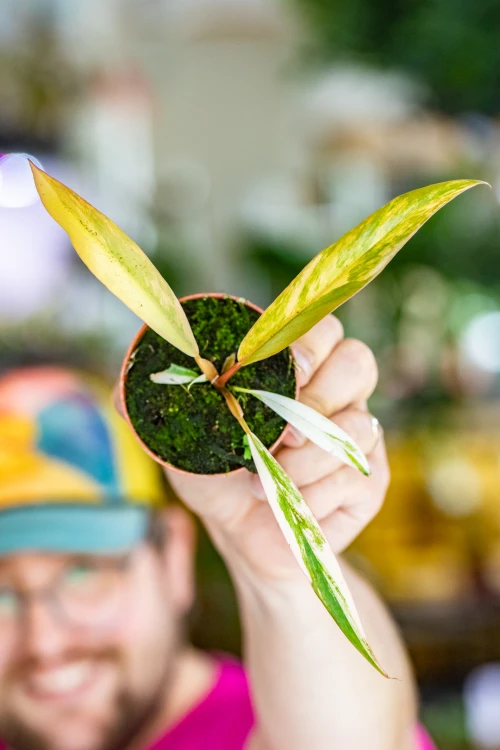 Philodendron Caramel-1.jpg