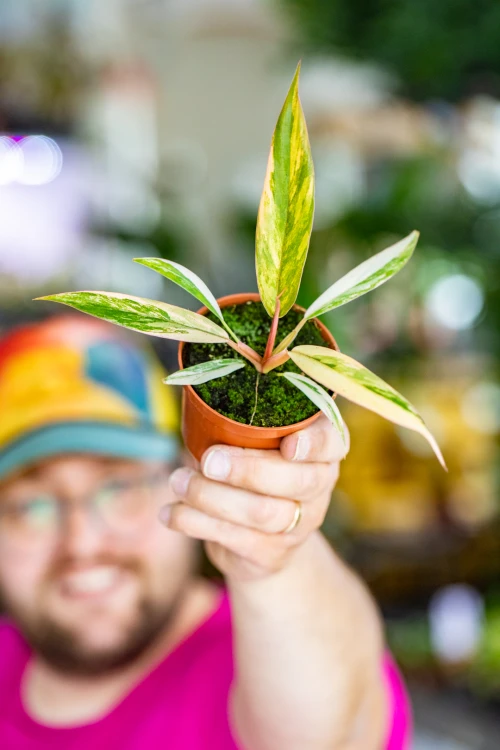 Philodendron Caramel-2.jpg
