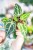 Anthurium Snow queen-2.jpg