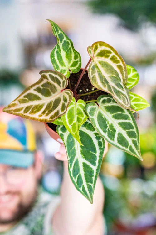 Anthurium Snow queen-5.jpg