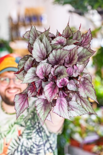 Begonia Maori Haze-1.jpg