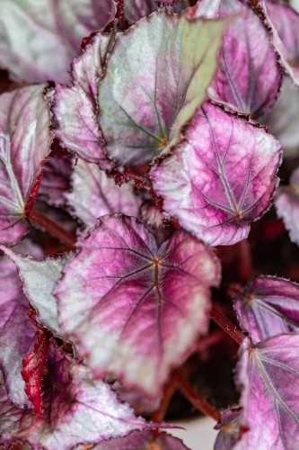 Begonia Maori Haze-2.jpg