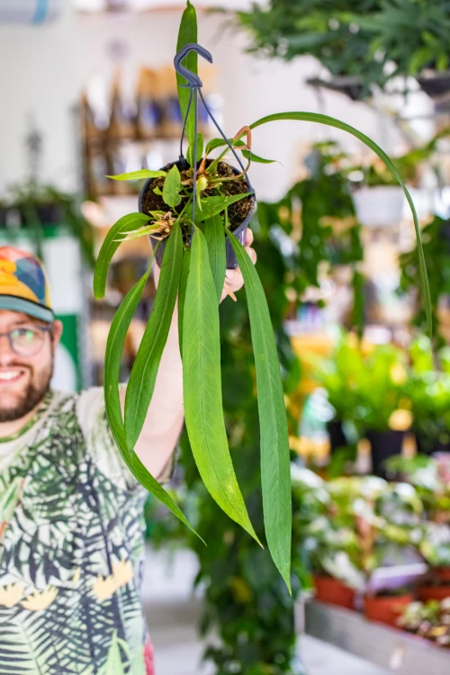 Alocasia Vita-1.jpg