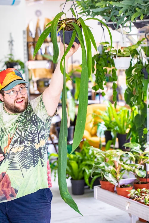Alocasia Vita-4.jpg