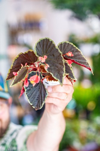 Begonia Darthve-1.jpg
