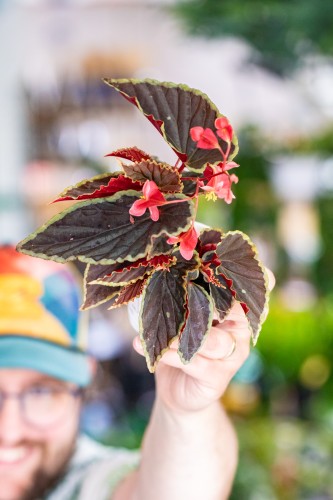 Begonia Darthve-2.jpg