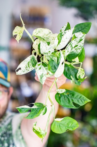 Epipremnum Marble Variegata-1.jpg