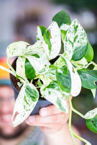 Epipremnum Marble Variegata-2.jpg