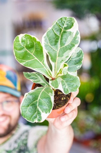 Ficus Lyrata Variegata-1.jpg