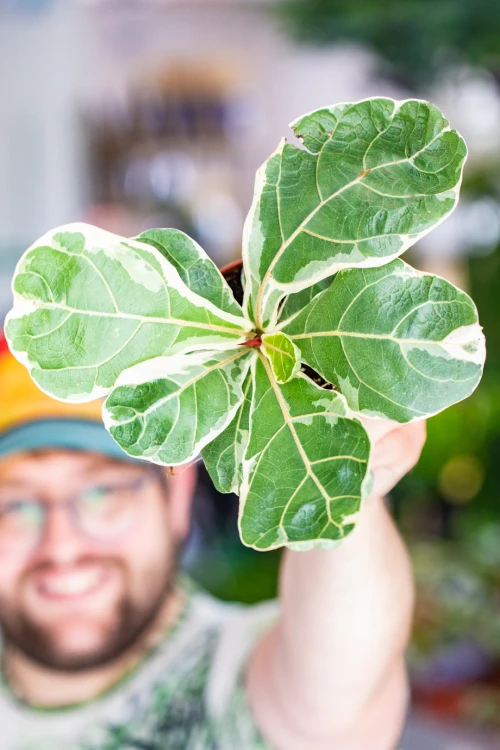 Ficus Lyrata Variegata-2.jpg