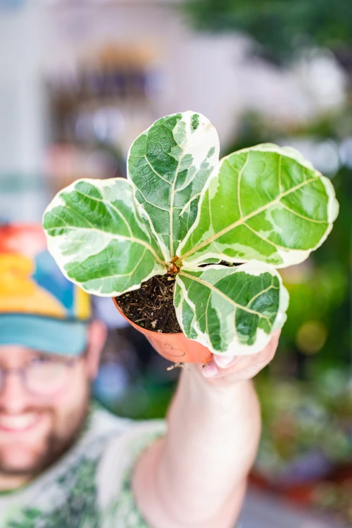 Ficus Lyrata Variegata-3.jpg