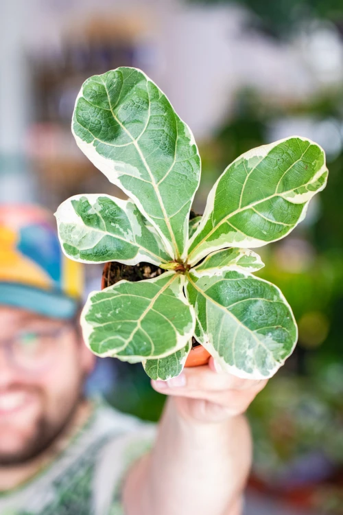 Ficus Lyrata Variegata-4.jpg