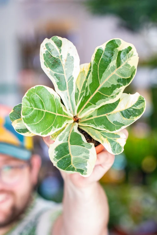 Ficus Lyrata Variegata-5.jpg