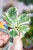Ficus Lyrata Variegata-6.jpg