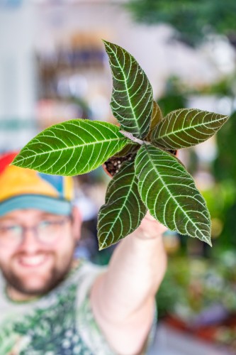 Labisia Gigantifolia-2.jpg