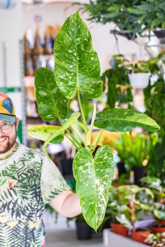 Philodendron Jose Buono-1.jpg