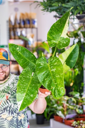 Philodendron Jose Buono-2.jpg