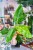Philodendron Jose Buono-3.jpg