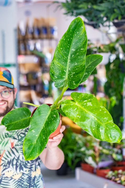 Philodendron Jose Buono-3.jpg