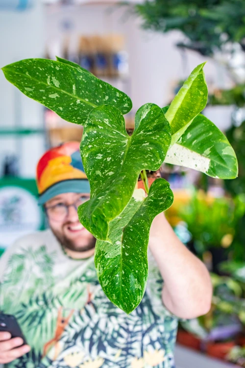 Philodendron Jose Buono-4.jpg