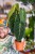 Philodendron Melanochrysum-1.jpg