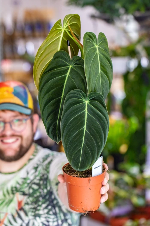 Philodendron Melanochrysum-1.jpg