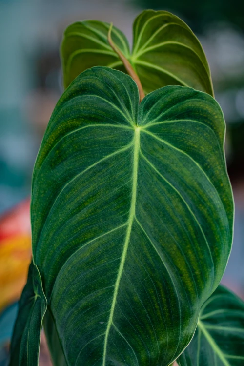 Philodendron Melanochrysum-2.jpg