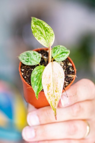 Philodendron Micans-1.jpg