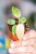 Philodendron Micans-1.jpg