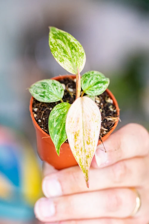 Philodendron Micans-1.jpg