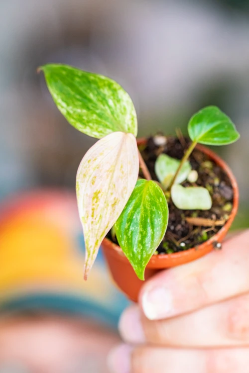 Philodendron Micans-2.jpg