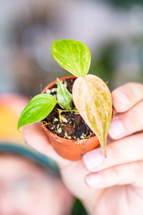 Philodendron Micans-3.jpg