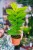 Rhaphidophora Marble Aurea-4.jpg