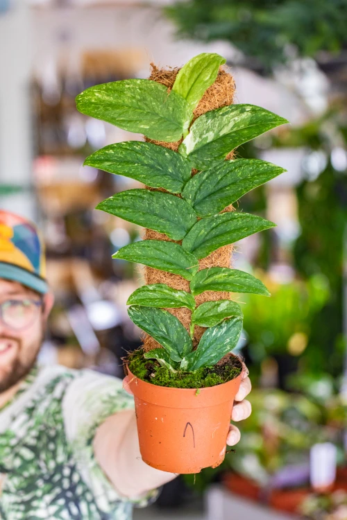 Rhaphidophora Marble Variegata-1.jpg