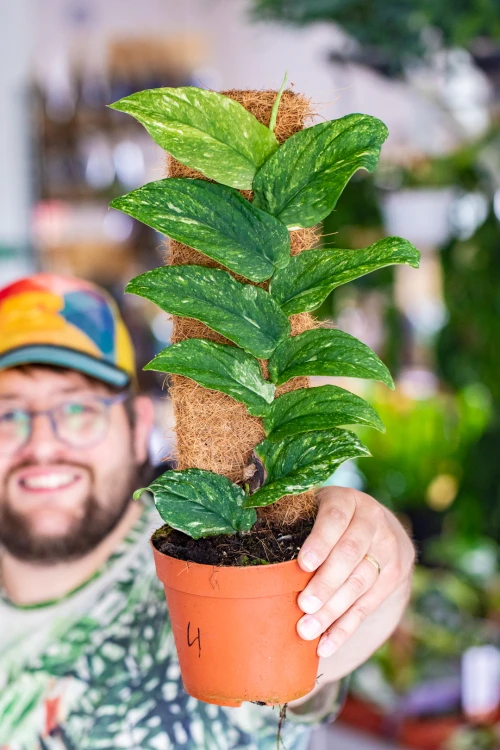 Rhaphidophora Marble Variegata-4.jpg