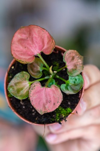 Syngonium Orm nak-1.jpg