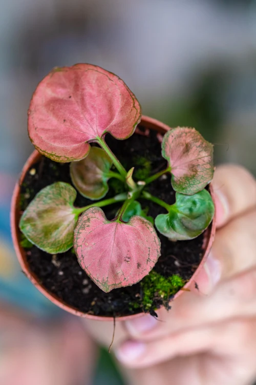 Syngonium Orm nak-1.jpg