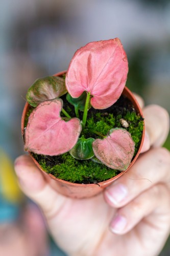Syngonium Orm nak-2.jpg
