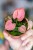 Syngonium Orm nak-2.jpg