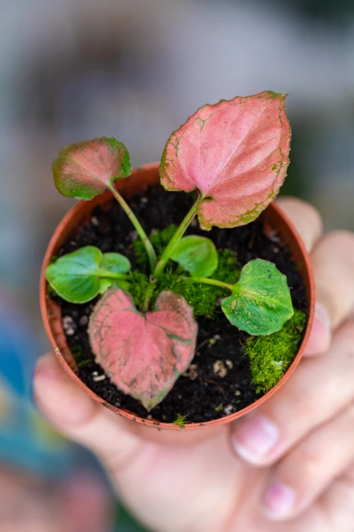 Syngonium Orm nak-3.jpg