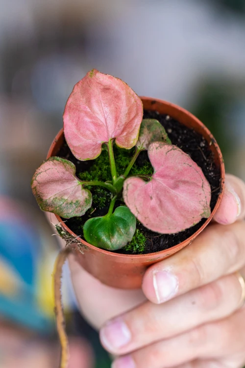 Syngonium Orm nak-4.jpg