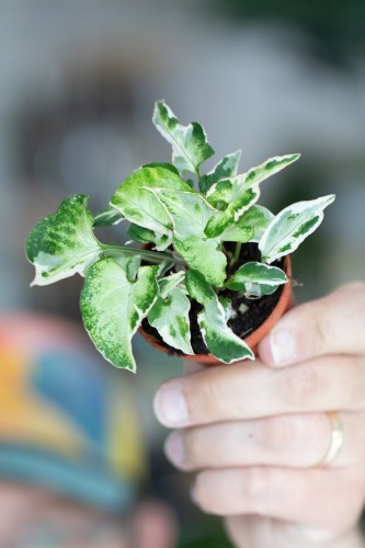 Syngonium Starlite-1.jpg