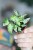 Syngonium Starlite-1.jpg