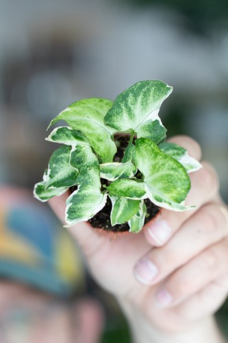 Syngonium Starlite-2.jpg