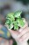 Syngonium Starlite-2.jpg