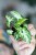 Syngonium Starlite-3.jpg
