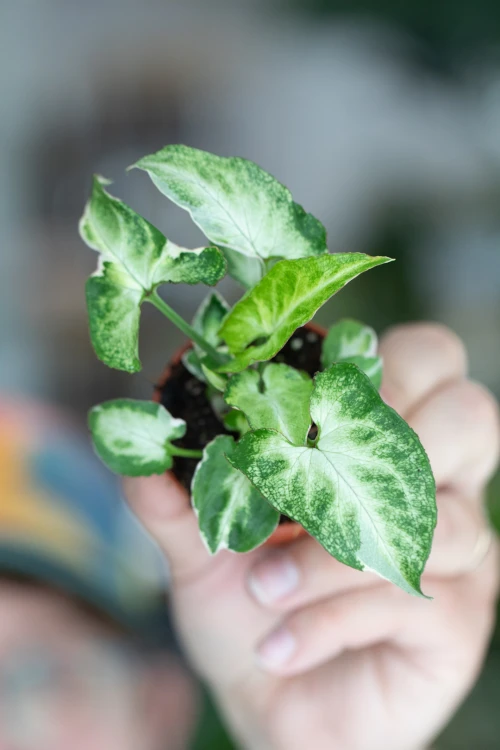 Syngonium Starlite-3.jpg
