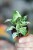 Syngonium Starlite-4.jpg